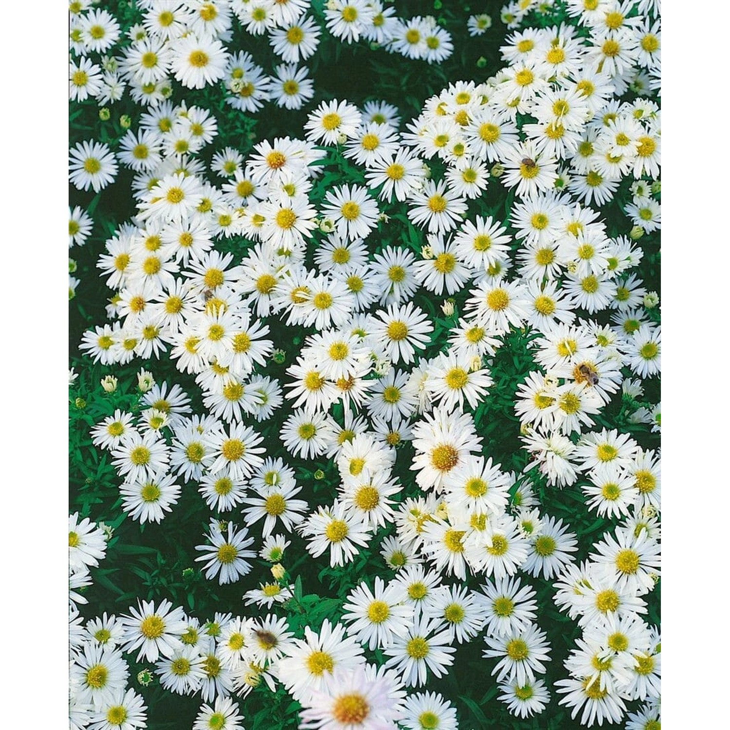 Aster Dumosus Schneezicklein Kissenaster Ca. 9x9 cm Topf günstig online kaufen