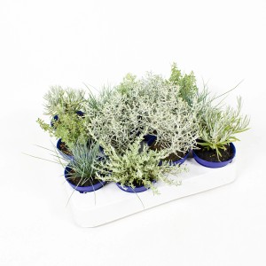 Silverland Mix Mini Sortenauswahl im 7 cm Topf, silber-graue Herbstpflanzen für Balkon und Kübel.