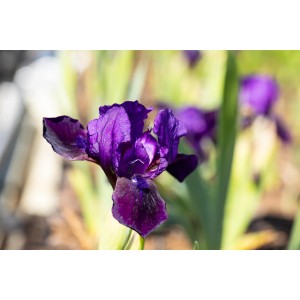 Nahaufnahme: Violette Schwertlilie 'Hamburger Nacht' im Topf, elegante Gartenblume.
