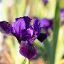 Nahaufnahme: Violette Schwertlilie 'Hamburger Nacht' im Topf, elegante Gartenblume.