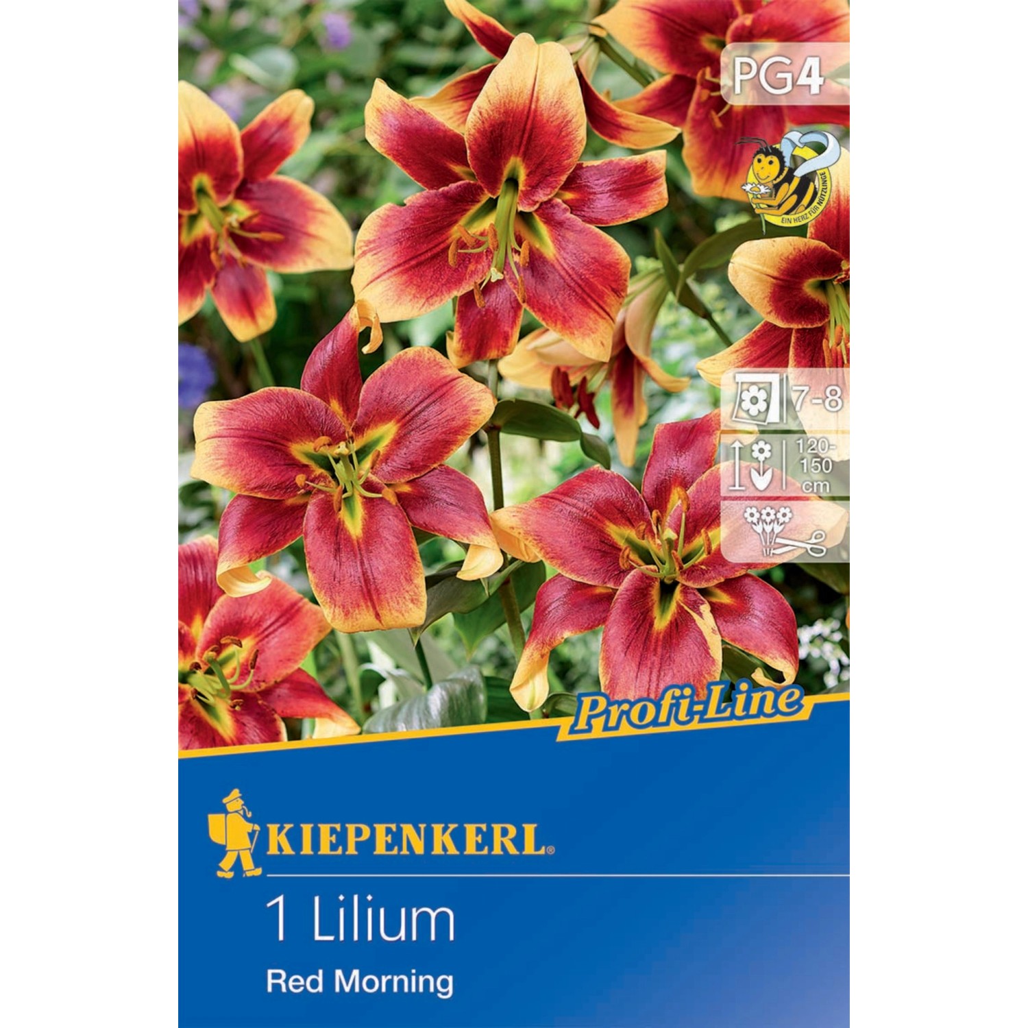 Kiepenkerl ProfiLine BaumLilie "Red Morning" Lilium x Hybrida 1 Stück