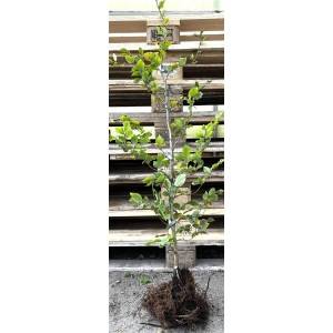 Junge Rotbuche (Fagus sylvatica), 60-100 cm, mit Wurzelballen vor Holzpalette. Ideal als Heckenpflanze.