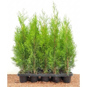 Mehrere Thuja Smaragd Heckenpflanzen (30-40 cm) in einer Anzuchtplatte. Immergrüne, dichte Belaubung.