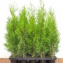 Mehrere Thuja Smaragd Heckenpflanzen (30-40 cm) in einer Anzuchtplatte. Immergrüne, dichte Belaubung.