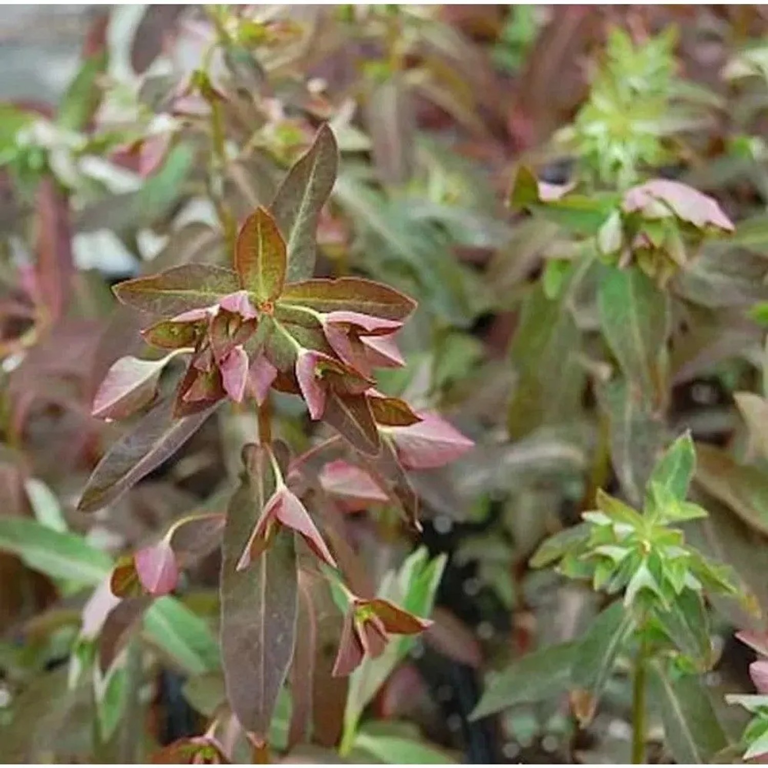 Süße Wolfsmilch Chamaeleon - Euphorbia dulcis