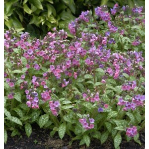 Lungenkraut Lewis Palmer - Pulmonaria saccharata