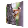 Zweiteilige Glas Herdabdeckplatte mit Eichhörnchen Motiv als Schneidebrett und Spritzschutz.