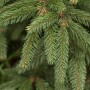 Detailaufnahme der Nadeln einer Picea Abies Inversa Hänge-Fichte. Hausbaum mit grünen Nadeln.