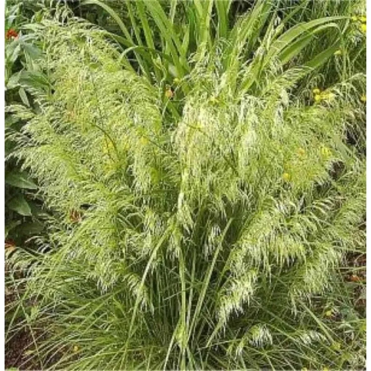 Waldschmiele Goldschleier - Deschampsia