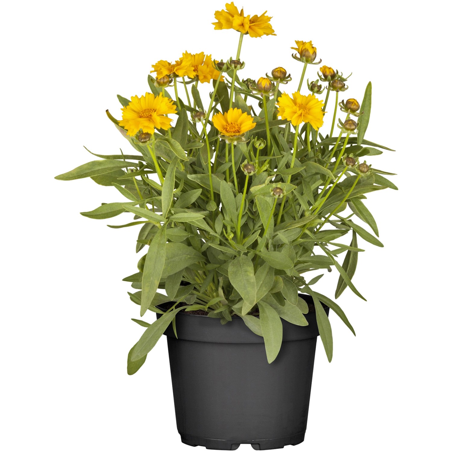 GROW by OBI Großblumiges Mädchenauge Topf-Ø ca. 13 cm Coreopsis günstig online kaufen