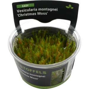 Stoffels Aquariumpflanze Christmas Moos (Vesicularia montagnei) im Topf.