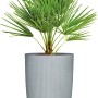 Scheurich Pflanzsäule Linetto High in Stony Grey mit Pflanze, Ø 38 cm.