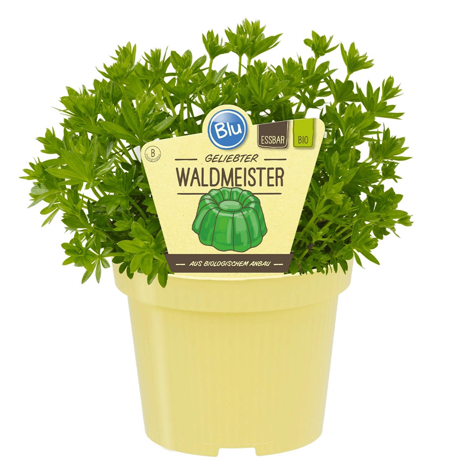 Blu Bio-Waldmeister Topf-Ø ca. 11 cm Galium
