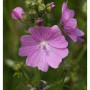 Nahaufnahme einer rosa Moschus-Malve (Malva moschata) im Garten.