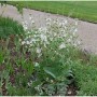 Foto von Muskatellersalbei 'Vatican White' Staude mit weißen Blüten im Garten.