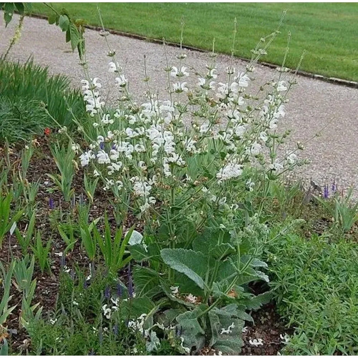 Muskatellersalbei Vatican White - Salvia sclarea