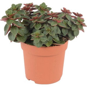 Zwergpfeffer Red Log im Topf, grüne Blätter mit roter Unterseite, Zimmerpflanze.