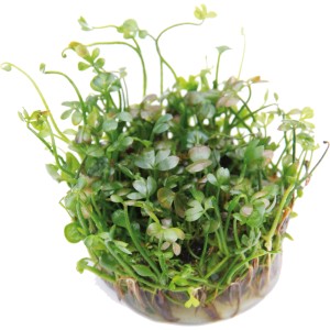 Dennerle Plants Aquariumpflanze Marsilea Hirsuta In-Vitro, Zwergkleefarn für den Vordergrund im Aquarium.