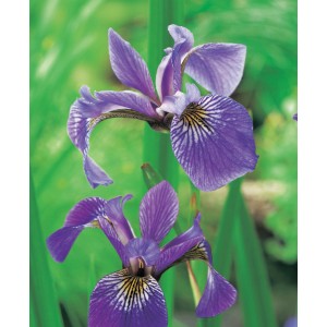 Nahaufnahme der blauen Sumpfschwertlilie im Topf, eine dekorative Teichpflanze.