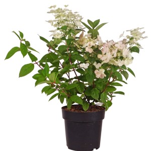 Rispenhortensie 'Early Sensation' im Topf, ca. 50-60 cm hoch, mit weißen Blütenständen.