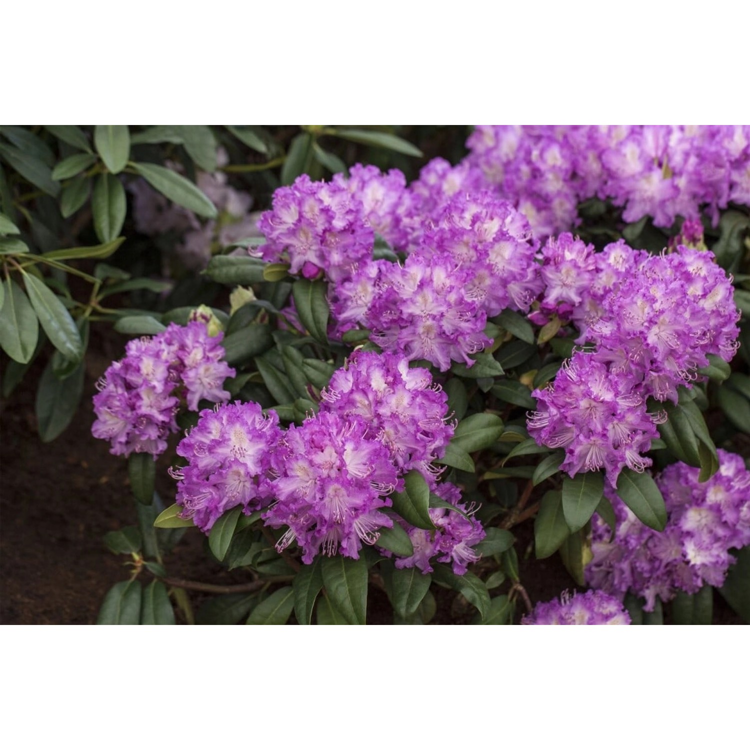 Rhododendron Hybr. Alfred Immergrün Rosa Blüten 100–120 cm günstig online kaufen