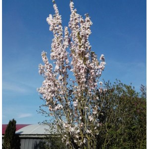 Japanische Säulenkirsche (Prunus serrulata) mit rosa Blüten vor blauem Himmel.