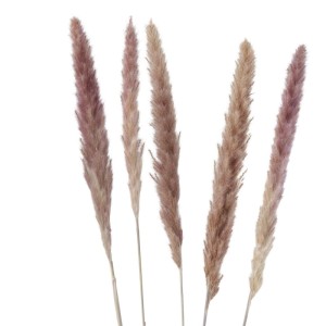 Sechs Boltze Dekozweige Pampagrass in Naturtönen, flauschig und aufrecht stehend, als Kunstpflanzen-Deko.