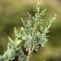 Detailaufnahme einer grünen Chamaecyparis Lawsoniana Wisselii Scheinzypresse.
