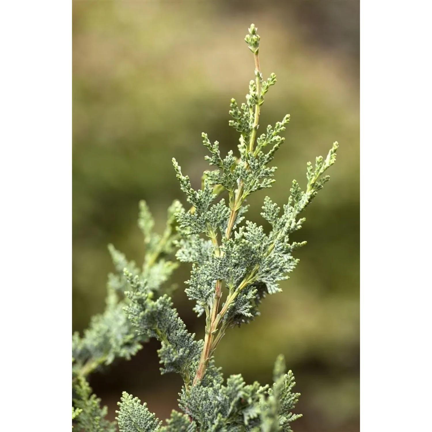 Detailaufnahme einer grünen Chamaecyparis Lawsoniana Wisselii Scheinzypresse.