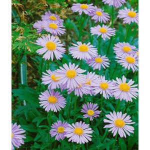 Violette Aster Tongolensis Wartburgstern im 9x9 cm Topf, blühende Staude mit gelber Blütenmitte.
