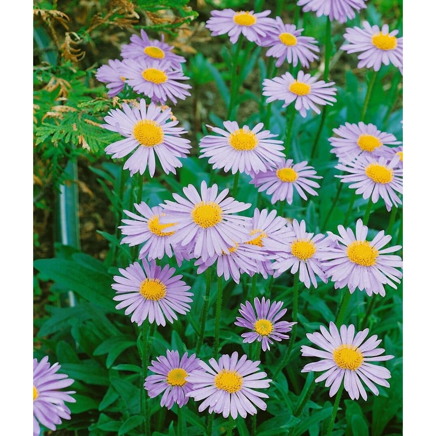 Aster Tongolensis Wartburgstern Sommeraster Gen. Ca. 9x9 cm Topf günstig online kaufen