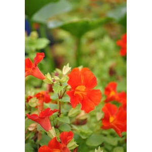 Nahaufnahme der leuchtend roten Gauklerblume 'Roter Kaiser' im 9x9 cm Topf.