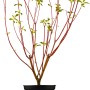 Rotholz-Hartriegel Sibirica im Topf, ca. 50-60 cm hoch, mit roten Ästen und grünen Blättern.