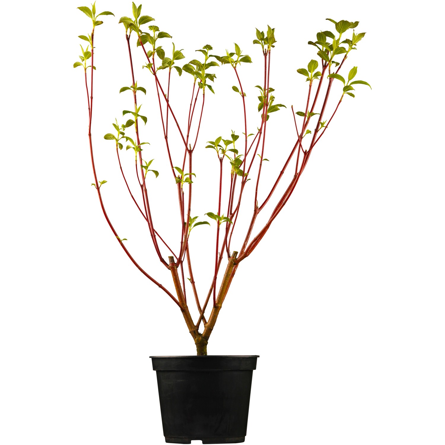 OBI Rotholz-Hartriegel Sibirica Höhe ca. 50 - 60 cm Topf ca. 3,5 l Cornus