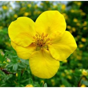Gelbe Blüte des Kleinen Spierstrauchs Kobald (Potentilla fruticosa) im Detail.