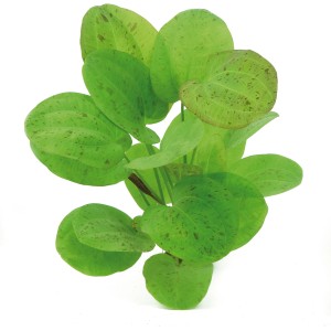 Dennerle Aquariumpflanze Echinodorus Dschungelstar Nr.9, getüpfelte Blätter.