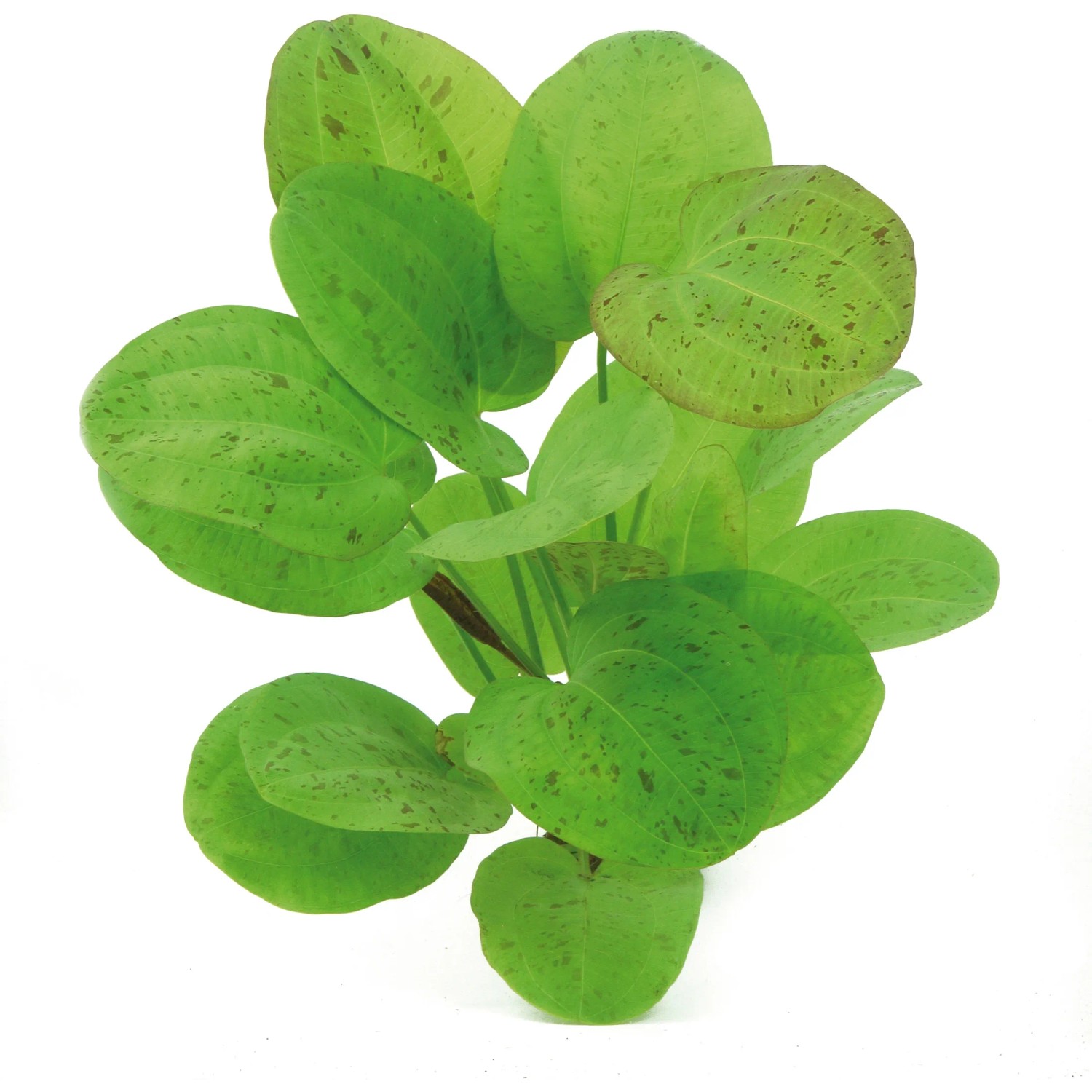 Dennerle Plants Aquariumpflanze Echinodorus Dschungelstar Nr.9Getüpfelte Harbich
