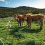 Vlies Fototapete Kuhparadies: Zwei Kühe auf grüner Wiese vor bewaldetem Hügel.