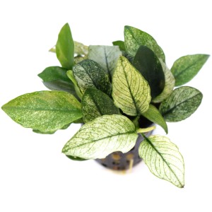 Dennerle Aquariumpflanze Anubias Nana Pinto mit grün-weißen Blättern im Topf.