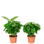 2er-Set Kaffeepflanzen (Coffea Arabica) im Topf, ca. 15 cm hoch. Grünpflanzen für Zuhause.