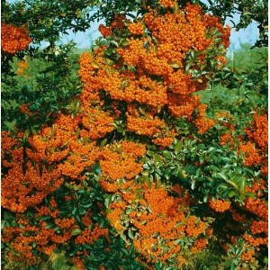 Feuerdorn 'Orange Glow': Heckenpflanze mit leuchtend orangefarbenen Beeren.