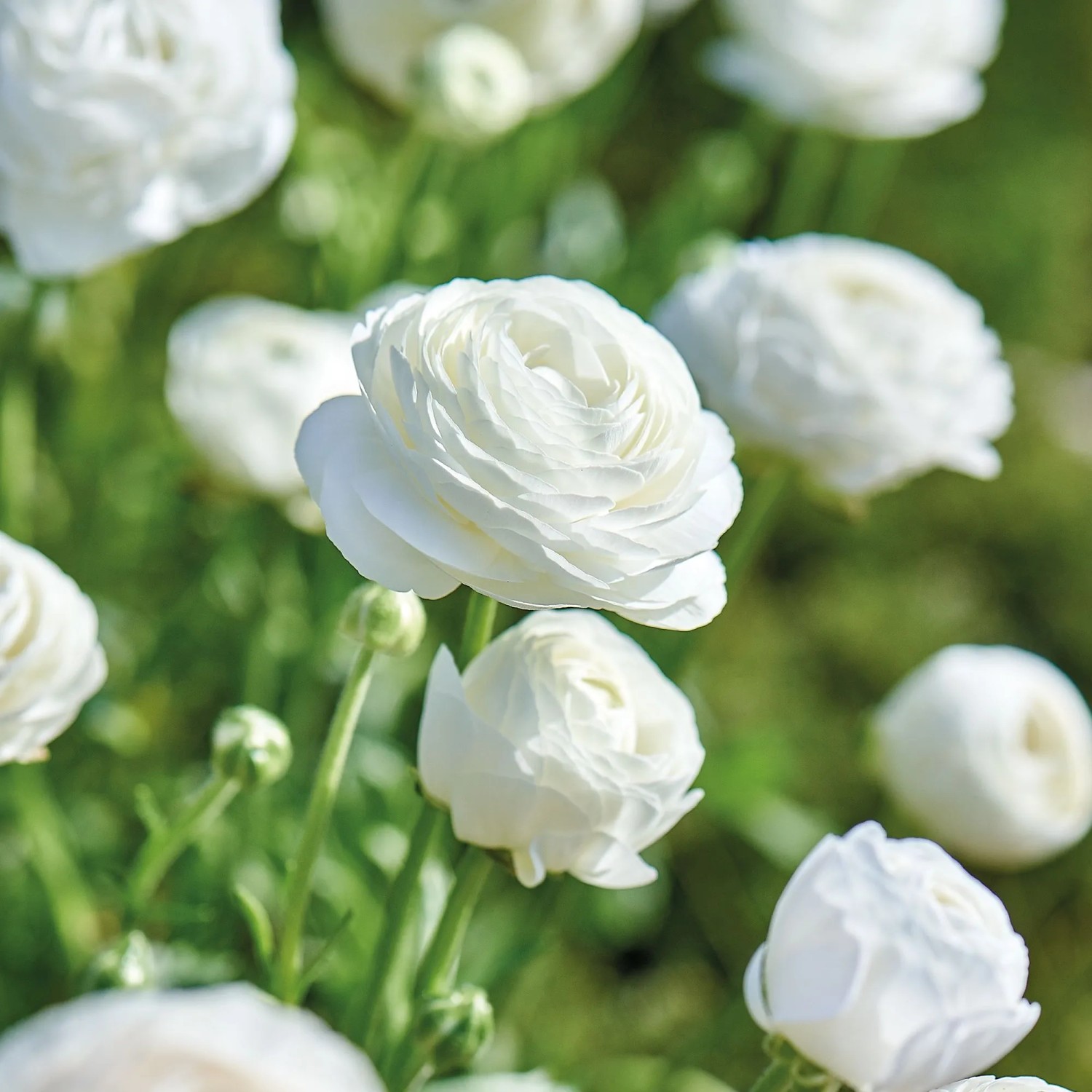 GROW by OBI Ranunkeln asiatisch Weiß