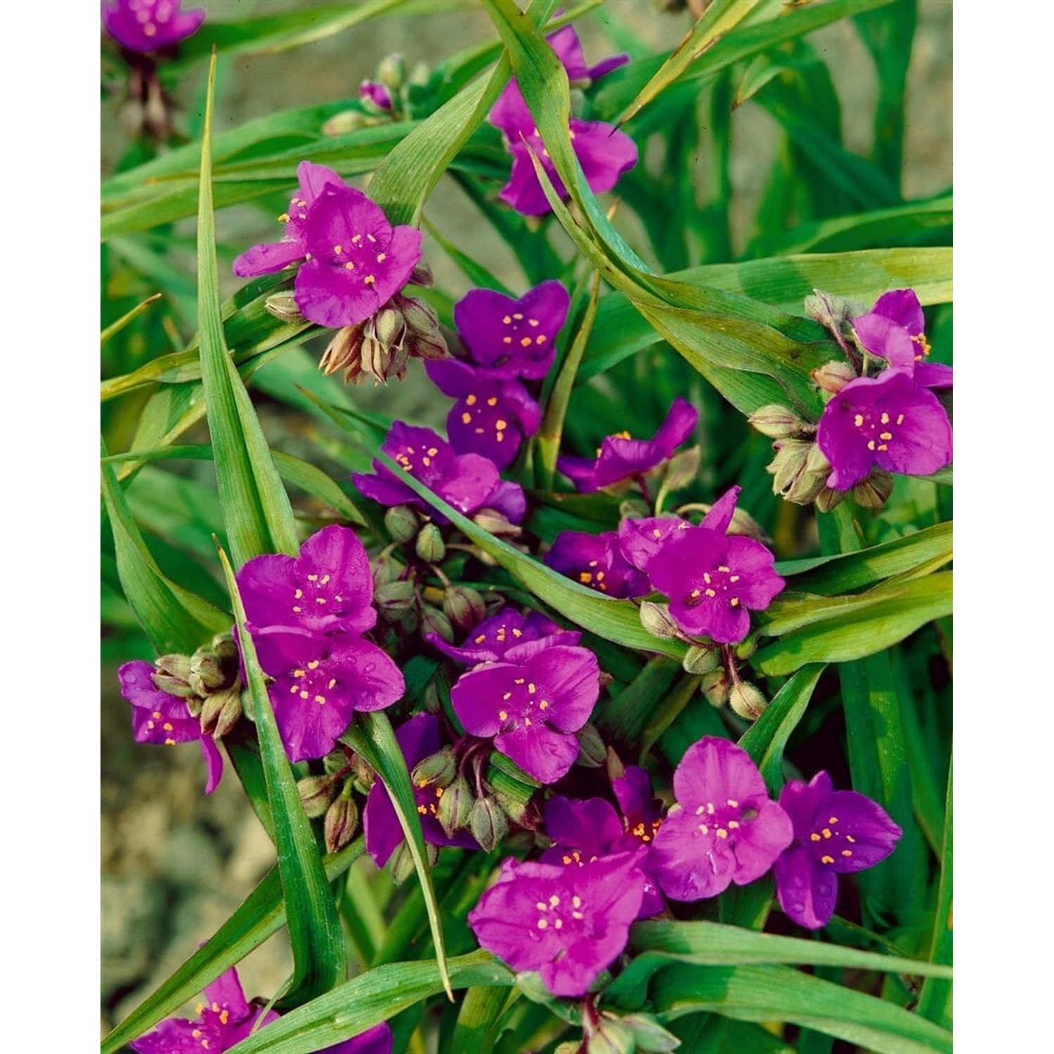 Tradescantia X Andersoniana Valour Dreimasterblume Ca. 9x9 cm Topf günstig online kaufen