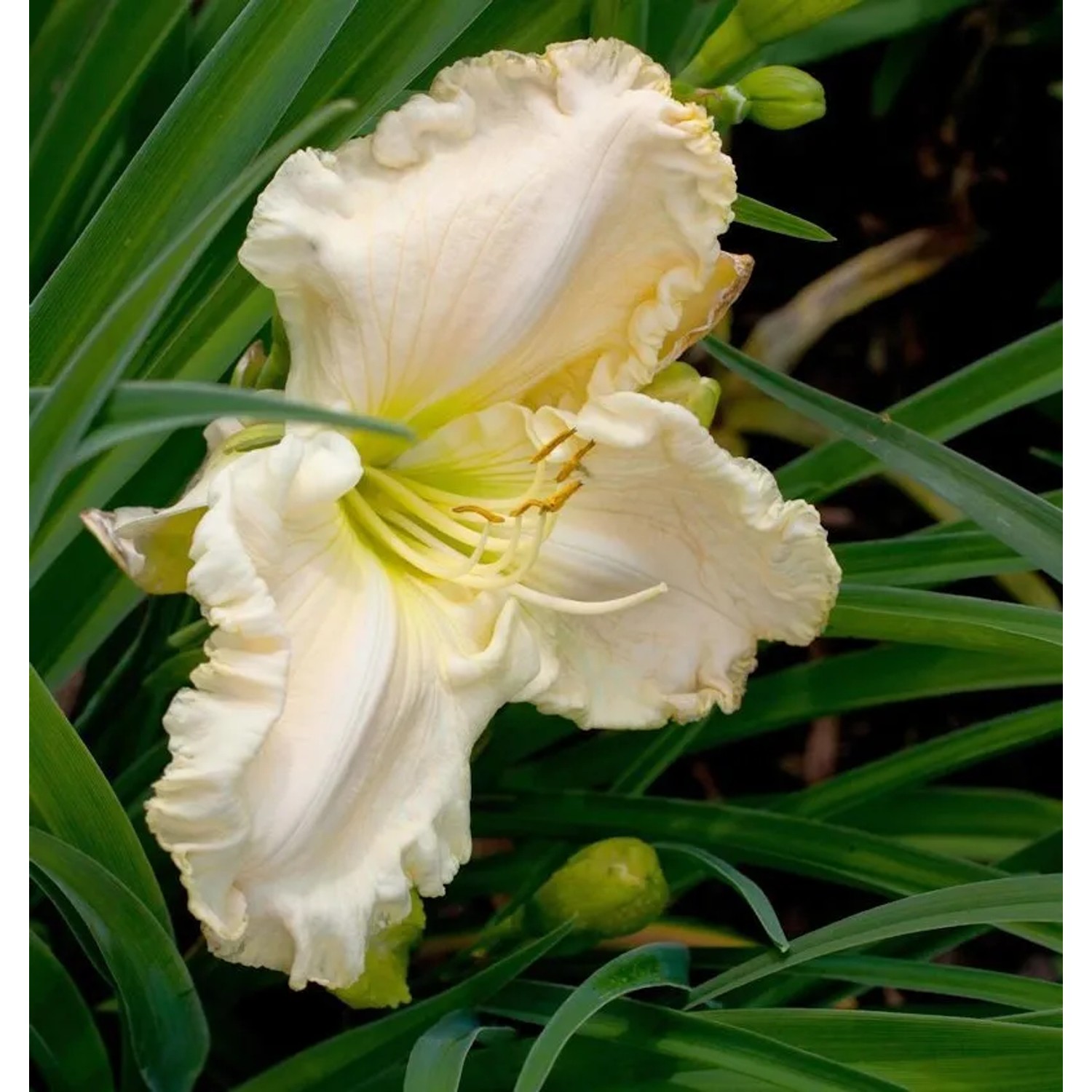 Taglilie Snowy Apparition - Hemerocallis