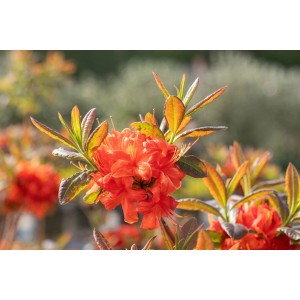 Leuchtend orange-roter Rhododendron 'Luteum Firebal' mit grünen Blättern.