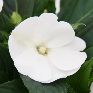 Nahaufnahme einer weißen Exotenherz Edel-Lieschen (Impatiens Neu-Guinea) Blüte.