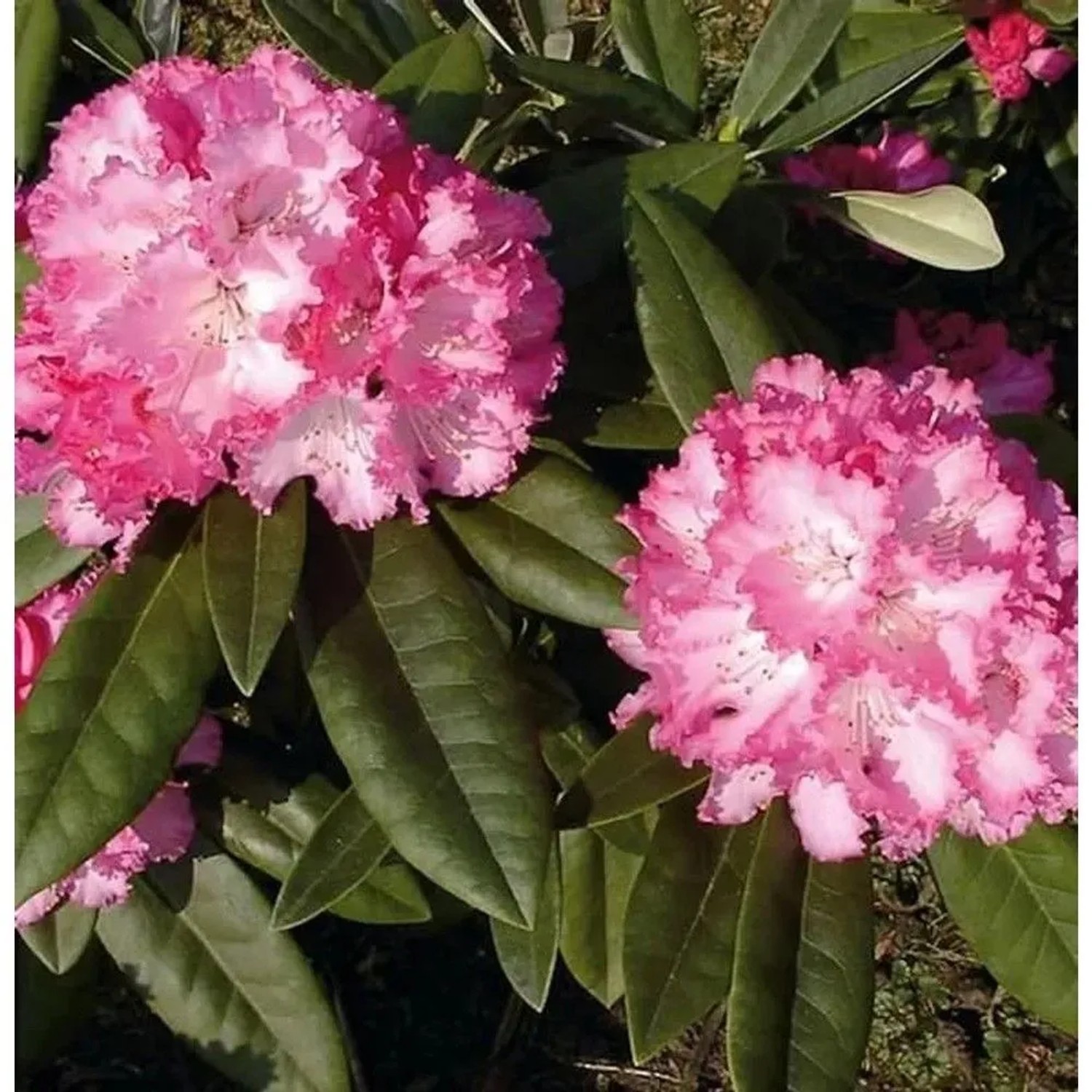 Image of Hochstamm Rhododendron Arabella 80-100cm - Alpenrose