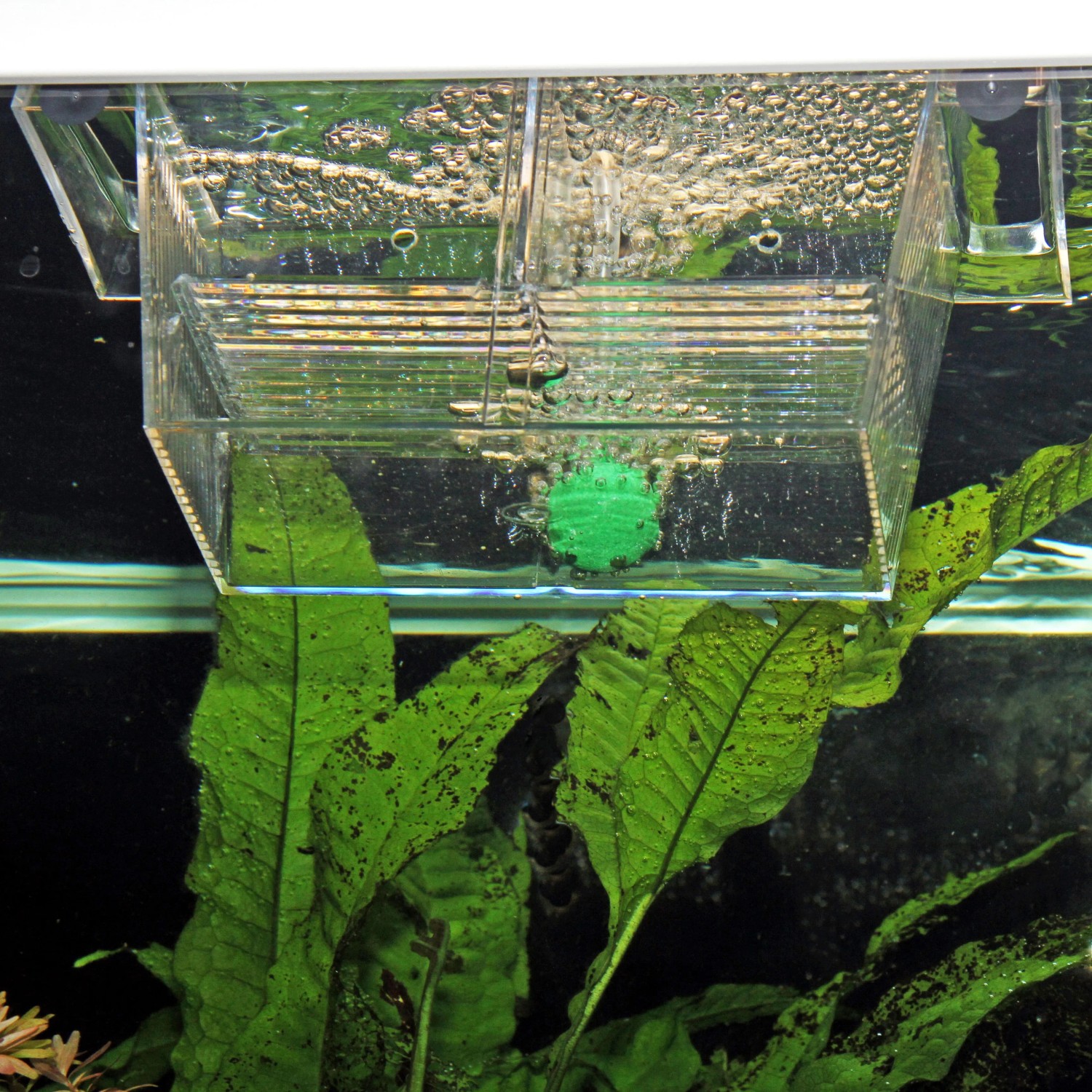 JBL BabyHome proAir Ablaichkasten im Aquarium mit grüner Kugel und Wasserblasen.