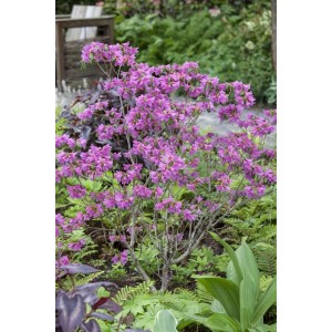 Rosa blühender Rhododendron Dauricum Strauch, 20–30 cm hoch, im Gartenbeet.