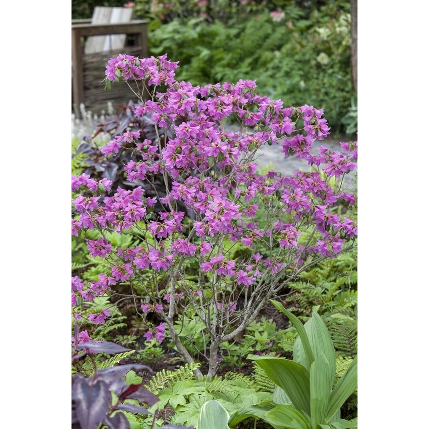 Rhododendron Dauricum Rosa Blüten 20–30 cm günstig online kaufen
